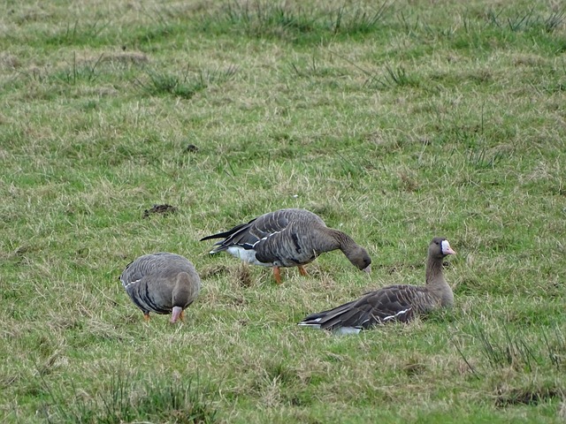 逆转新奥尔 逆转新奥尔